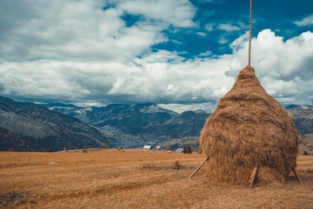 Ilustrasi Tumpukan Jerami, Photo by Maxim Fiyavchuk on Unsplash (https://unsplash.com/photos/WBYNydNQgQU?utm_source=unsplash&utm_medium=referral&utm_content=creditShareLink)