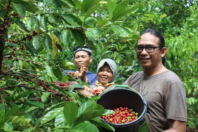 Gusti Iwan Darmawan mendampingi petani saat panen kopi Liberika Kayong. Foto: Dok Hi!Pontianak