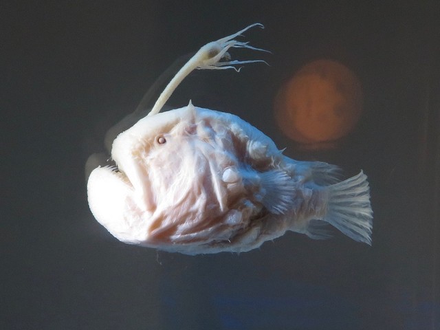 Ilustrasi ikan footballfish. Foto: KKPCW via Wikimedia Commons (CC BY SA 4.0)
