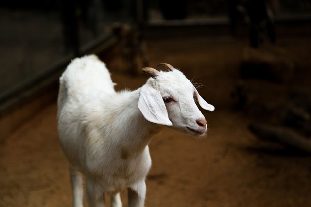 Ilustrasi kambing etawa yang menghasilkan susu. Foto: Pexels.com