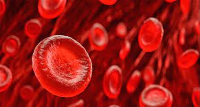 Fungsi Sel Darah Merah dalam Tubuh Manusia (271846)