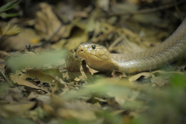 Ilustras ular kobra. Foto: Shutterstock