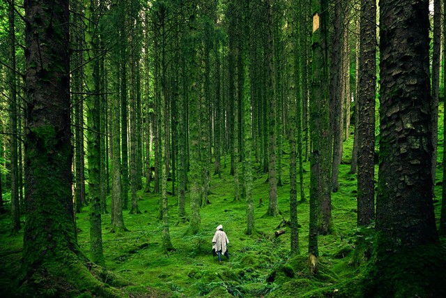 Ilustrasi hutan sebagai faktor produksi alam. Foto: Pexels.com
