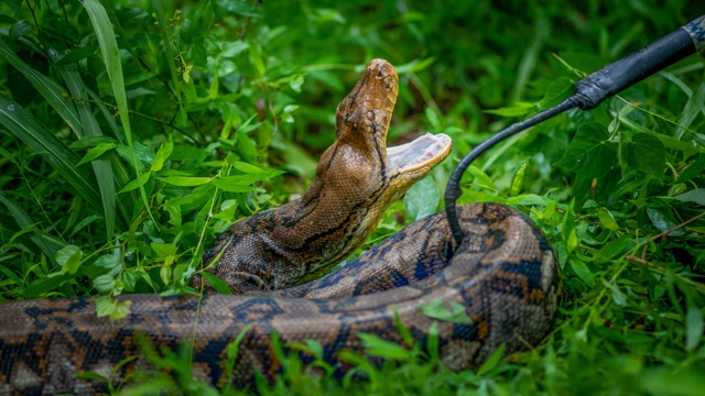 Ilustrasi menangkap ular. Foto: Shutterstock