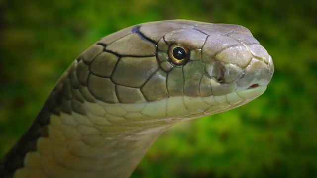 Ilustrasi ular. Foto: Shutterstock