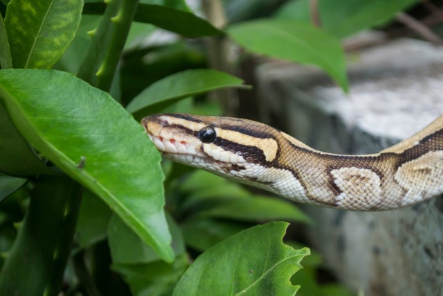 Ilustrasi ular. Foto: Shutterstock