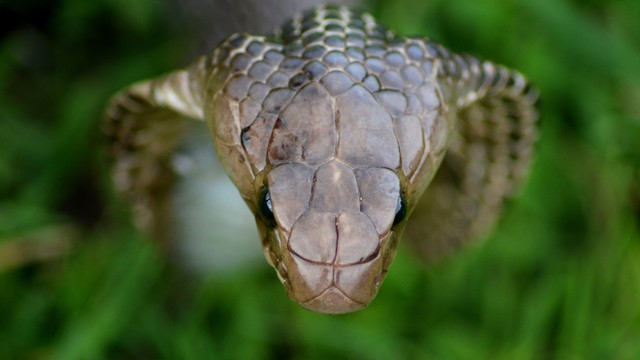 Ilustrasi ular. Foto: Shutterstock