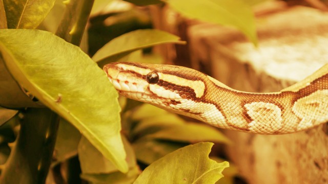 Lipsus Ular Masuk Kota. Foto: Shutter Stock