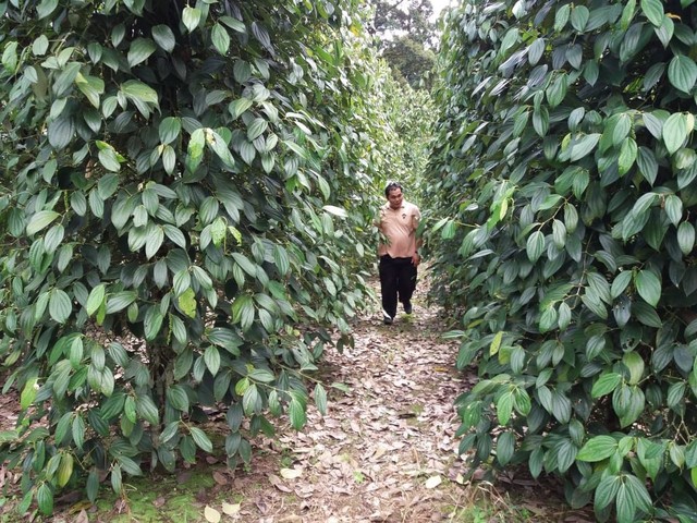 Kebun-lada masyarakat perbatasan Sintang-Malaysia di Kecamatan Ketungau Tengah. Saat ini warga perbatasan mengeluhkan tingginya harga pupuk yang dianggap tidak manusiawi.(Foto: Yusrizal/Hi! Pontianak)