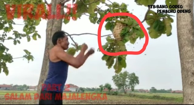 Gambar tangkap layar video YouTube seorang pria di Majalengka, Memed alias Bang Goded sedang mengusir lebah.