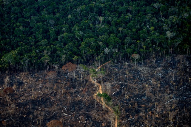 Potret udara menunjukkan kawasan hutan hujan Amazonia yang gundul di Labrea, negara bagian Amazonas, Brasil, pada 15 September 2021. Foto: MAURO PIMENTEL/AFP