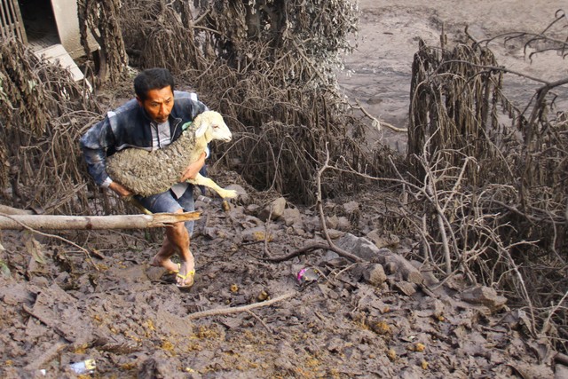 Warga dan relawan mengevakuasi hewan ternak yang terjebak di kandang di Pronojiwo, Lumajang, Jawa Timur, Minggu (5/12/2021). Foto: Ari Bowo Sucipto/Antara Foto