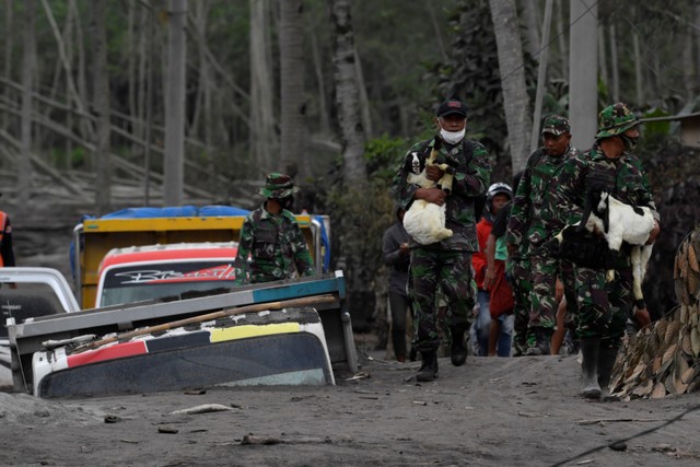 Prajurit TNI membantu warga mengevakuasi hewan ternak di Desa Sumber Wuluh, Lumajang, Jawa Timur, Senin (6/12).  Foto: Zabur Karuru/ANTARA FOTO