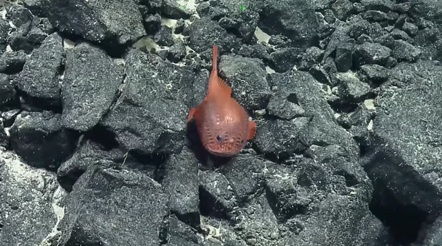 Anglerfish merah muda. Foto: YouTube/EVNautilus 