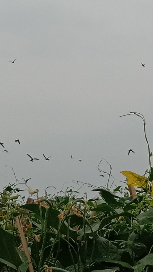 Kacang panjang yang menggunakan pestisida untuk mengatasi serangan kutu kebul dan dijadikan bahan untuk pengujian di laboratorium. Foto : Dokumentasi pribadi.