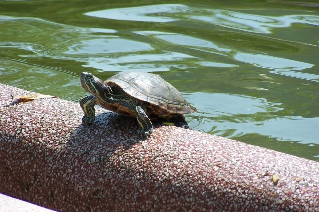 Ilustrasi Kura-Kura. Foto: Pixabay