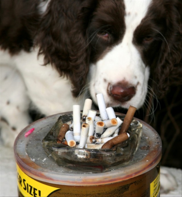 Ilustrasi pengujian rokok pada hewan (Sumber : pixabay.com)