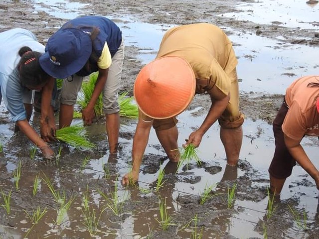 Bupati Lembata Thomas Ola bersama petani menanam padi perdana di  Waikomo. Foto : Teddi Lagamaking