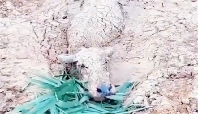 Viral Seekor Kerbau Ditemukan Masih Hidup Meski Terkubur Terjangan Lahar Semeru (1)