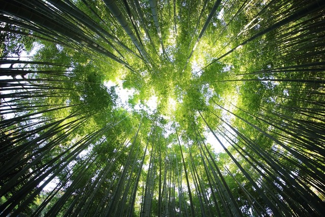 Fungsi hutan bagi atmosfer kita. Foto: Unsplash