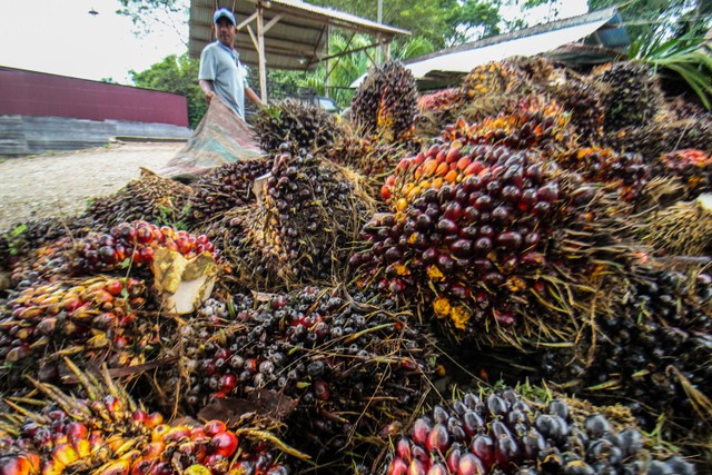 Ilustrasi kelapa sawit. Foto: Rahmad/ANTARA FOTO
