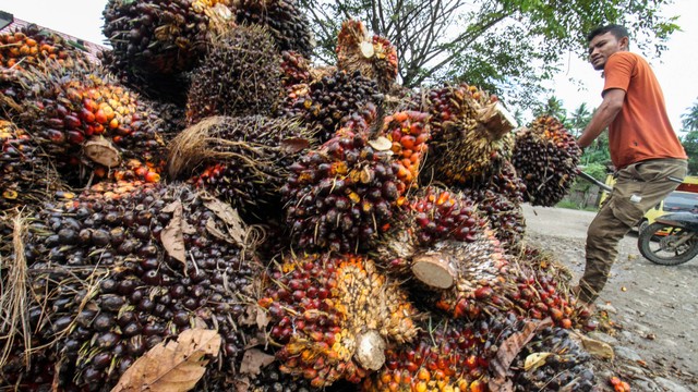 Ilustrasi kelapa sawit. Foto: Rahmad/ANTARA FOTO