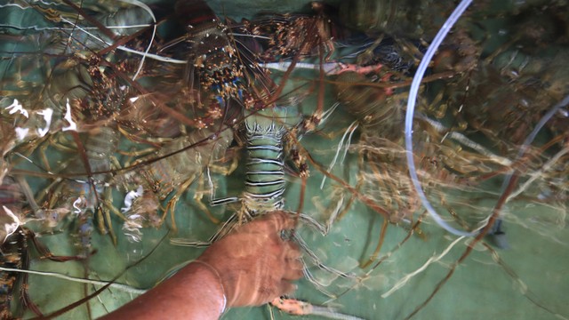 Pekerja menyortir lobster di salah satu tempat penampungan lobster Desa Lhok Bubon, Samatiga, Aceh Barat, Aceh, Rabu (8/12/2021). Foto: Syifa Yulinnas/ANTARA FOTO