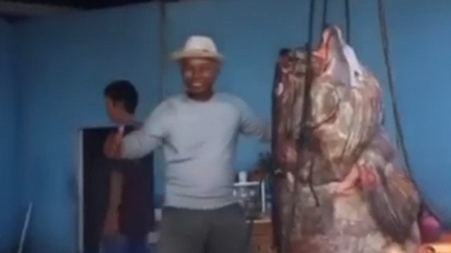 Viral Kakek di Kaltara Berhasil Tangkap Ikan Keratong Raksasa 177 Kg (141196)