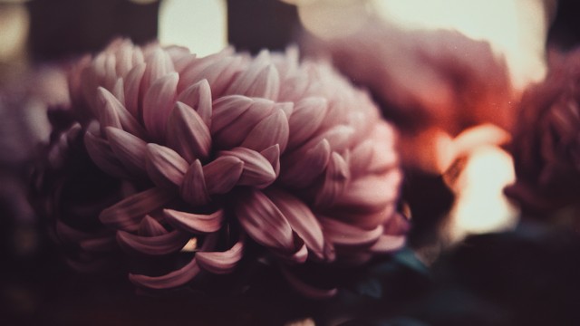 Ilustrasi kematian melalui bunga krisan. Foto: Unsplash.com/tasty