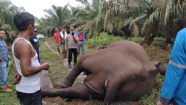 GAJAH betina berusia 25 tahun ditemukan tewas usai tersengat aliran listrik yang dipasang warga di kebun kelapa sawit miliknya. 