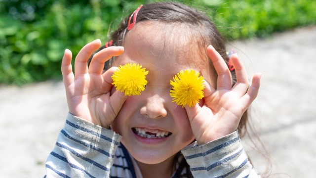 7 Manfaat Tanaman Dandelion untuk Kesehatan Anak Foto: Shutterstock.