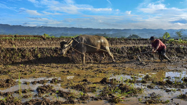 Petani membajak sawah menggunakan kerbau di Desa Darmaraja, Kabupaten Ciamis, Jawa Barat. Foto: ANTARA FOTO/Adeng Bustomi