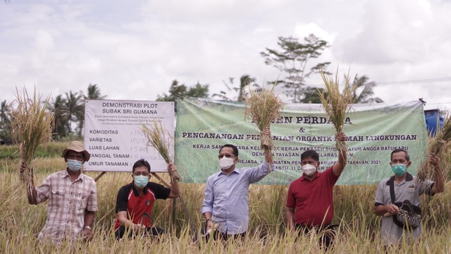 Panen padi sehat dan ramah lingkungan pertama di Subak Catur Angga, Batukaru, Tabanan - IDEP