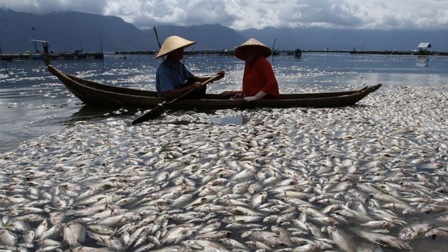 Nelayan melintas di dekat ribuan ikan keramba jaring apung yang mati di Danau Maninjau, Kabupaten Agam, Sumatera Barat, Kamis (29/4).  Foto: Muhammad Arif Pribadi/ANTARA