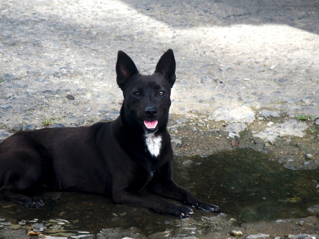 Gambar anjing jalanan. sumber: pixabay.com