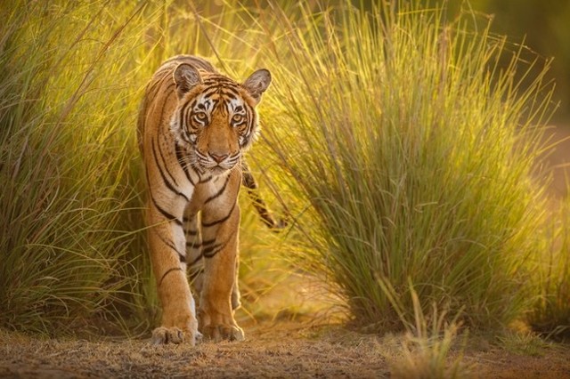 10 Arti Mimpi Dikejar Harimau Bisa Jadi Pertanda Baik Dan Buruk Kumparan Com 10 Arti Mimpi Dikejar Harimau Bisa Jadi Pertanda Baik Dan Buruk Kumparan Com