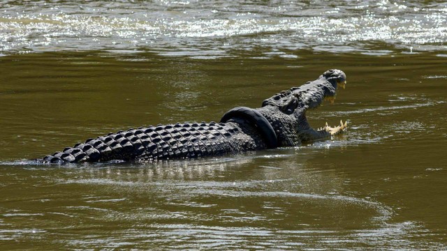 Seekor buaya liar berkalung ban bekas berjemur di Sungai Palu, Sulawesi Tengah, Rabu (15/1/2020).
 Foto: ANTARA FOTO/Basri Marzuki