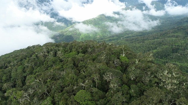 Ilustrasi hutan Papua. Foto: Yayasan Econusa/Moch Fikri