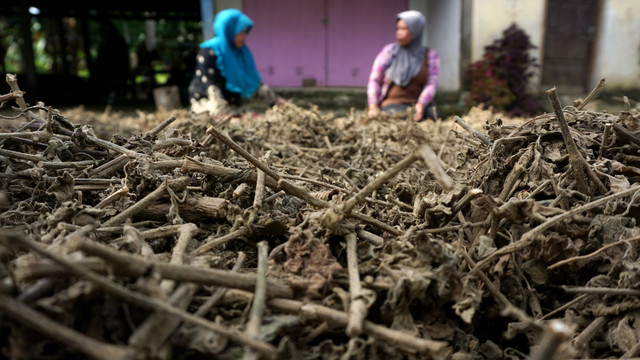 Petani memperlihatkan daun nilam kering di Desa Sampaga, Mamuju, Sulawesi Barat. Foto: ANTARA FOTO/ Akbar Tado