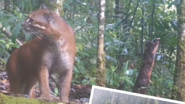 Seekor kucing emas langka berhasil terekam kamera video di Taman Nasional Gunung Leuser. Foto: BBTN Gunung Leuser via Instagram