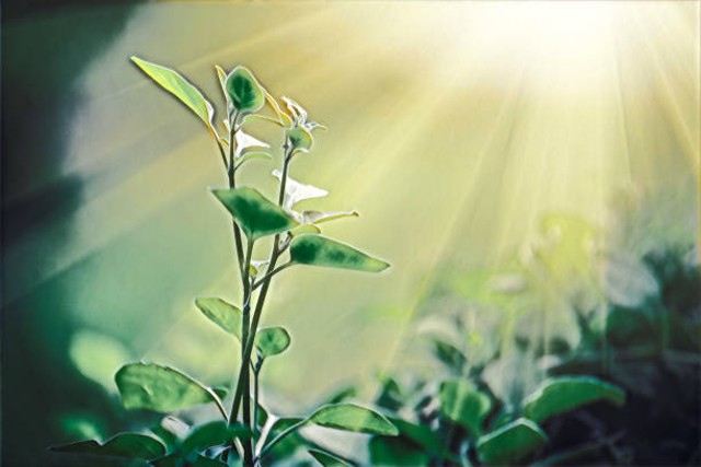 Ilustrasi organisme autotrof, yakni tumbuhan hijau yang melakukan proses fotosintesis. Foto: iStock