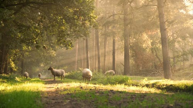 Lingkungan fisik tempat makhluk hidup tinggal disebut sebagai habitat. Foto: Pexels.com