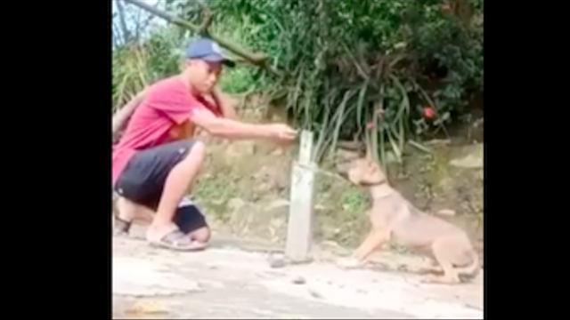 Tangkapan layar video penyiksa anjing yang ramai di twitter. Foto: Istimewa