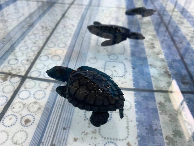 Tukik yang sedang berada di kolam penangkaran, Jumat (18/12) | Foto : Sidik Aryono/ Lampung Geh