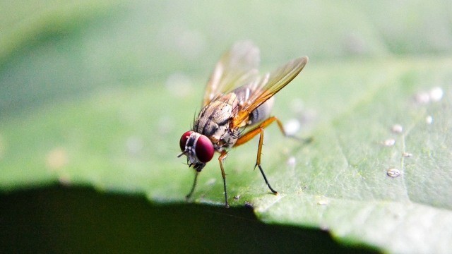 7 Cara Menghilangkan Lalat di Rumah yang Ampuh dan Praktis | kumparan.com
