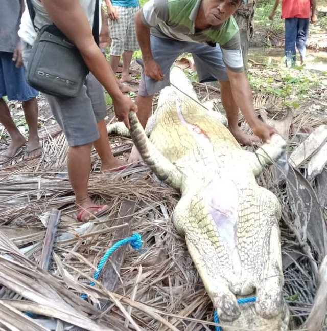 Keterangan foto: Beberapa warga Desa Bean, Kecamatan Buyasuri, Kabupaten Lembata, sedang menguliti seekor buaya yang diduga kerap memangsa manusia. Foto : Istimewa