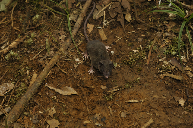 Crocidura pallida adalah salah satu dari 14 spesies tikus baru yang ditemukan. Foto: Kevin Rowe/Museums Victoria