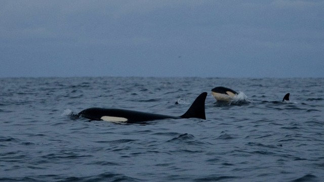 Foto: Es Kutub Utara Mencair, Paus Orca Cari Mangsa Lebih Jauh ke Utara (31427)