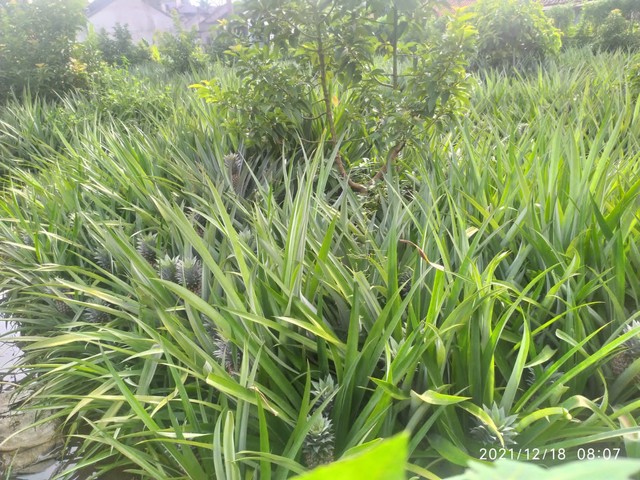 (sumber foto : koleksi pribadi )