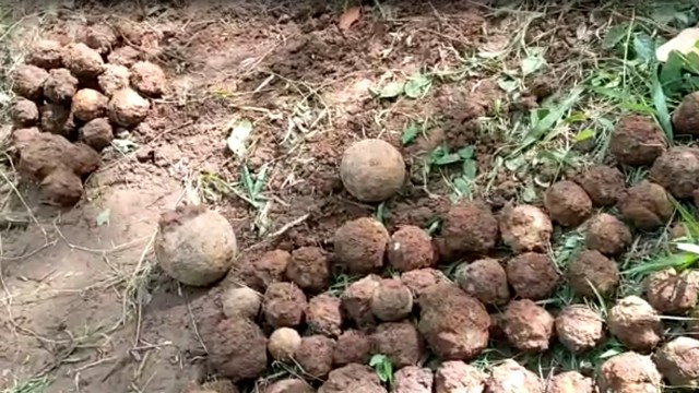 4 Warga Banyuwangi Temukan 206 Butir Logam Diduga Granat di Perkebunan Karet (165936)